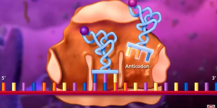 Selenocysteine, the 21st Amino Acid