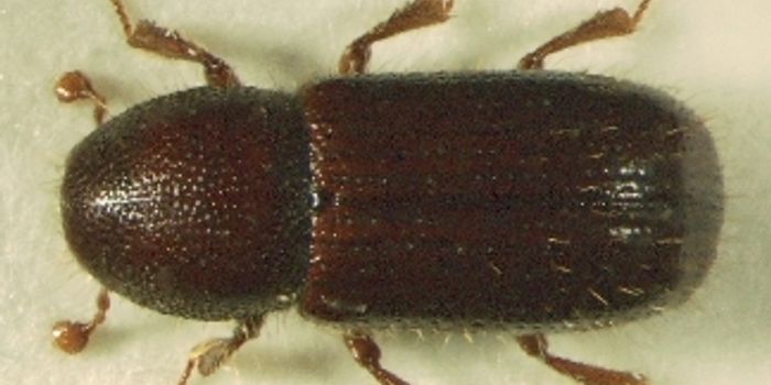 Bark Beetles Kill Western Trees, Affect Mountain Streams 