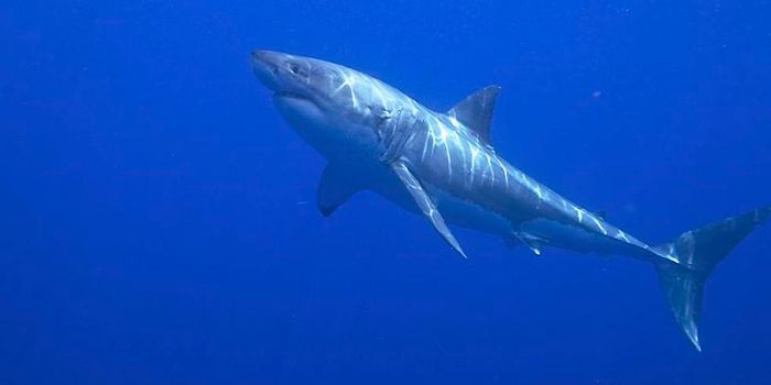 The Genome of the Great White Shark has Been Decoded