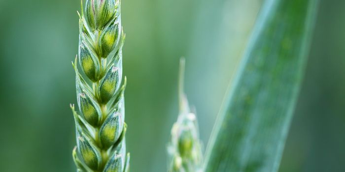 Can we decrease fertilizer needs by modifiying plant proteins?