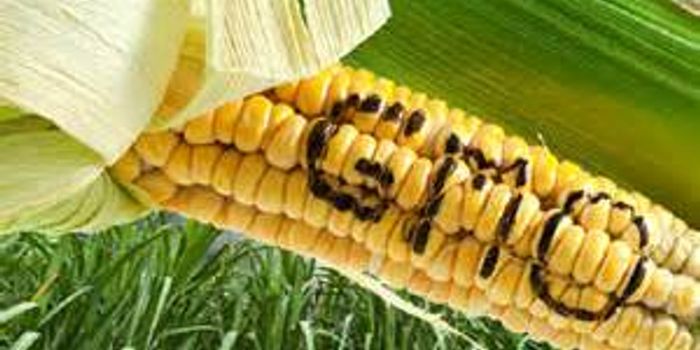 Is GMO Corn Really the Same as Non-GMO?