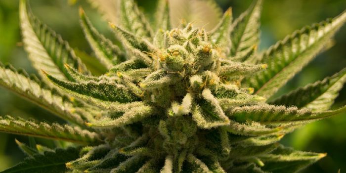 Cannabinoids & Chemotherapy More Potent Against Cancer Cells