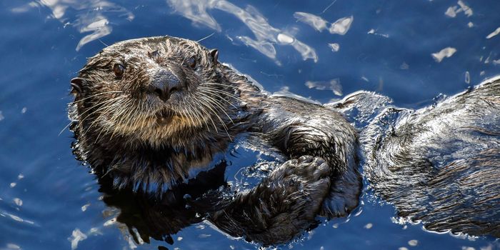 Unusual Parasite Found in Cat Poop is Killing Sea Otters
