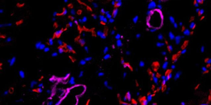 Semi-Stem Cells Become Red Blood Cells or Blood Vessel Cells