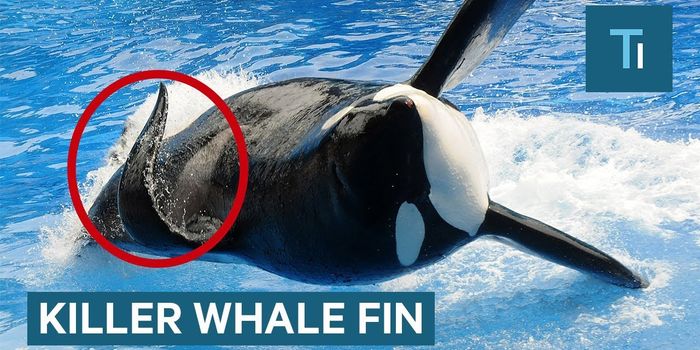 Killer Whales' Fins Sometimes Collapse, And Here's Why