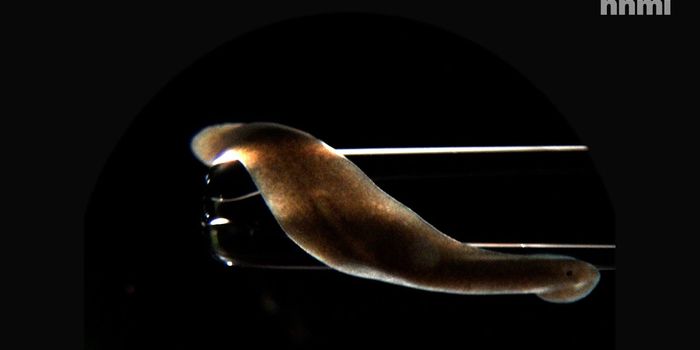 Searching for the Secret of Planarians' Regenerative Abilities