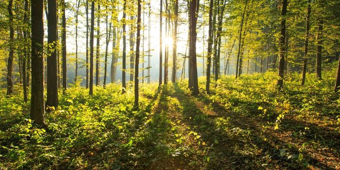 Scientists discover a new source of methane from an unlikely source