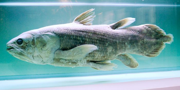 The Coelacanth isn't Dead, It's Just a 'Living Fossil'