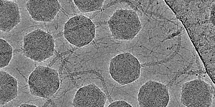 A New Understanding of Bacteriophages May Pave the Way for Their Use