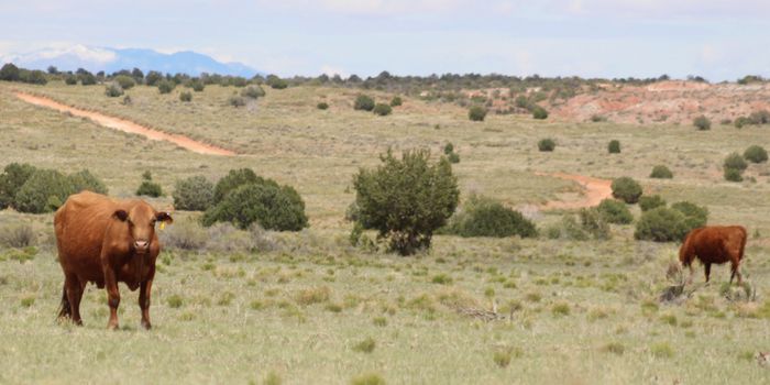 Organic Meat is Less Likely to Harbor Nasty Pathogens