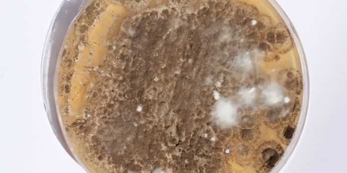 Fungus can Easily Release Toxins Into the air
