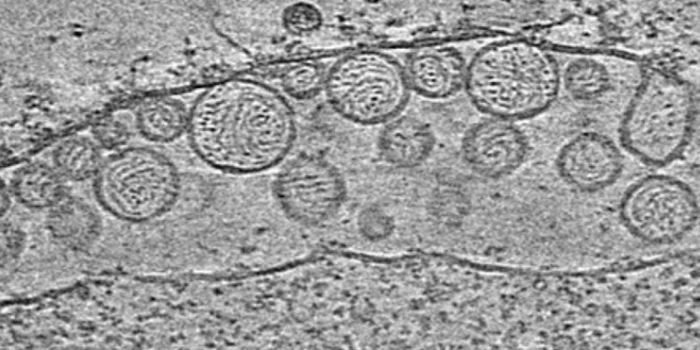 Getting a Close Look at Viral Replication