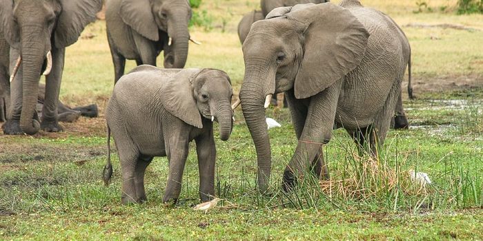 Botswana Nixes Elephant Hunting Ban