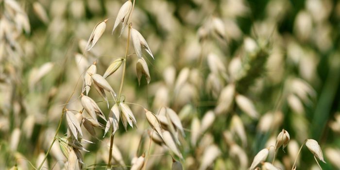The Oat Genome Reveals Why It's Good for the Gut