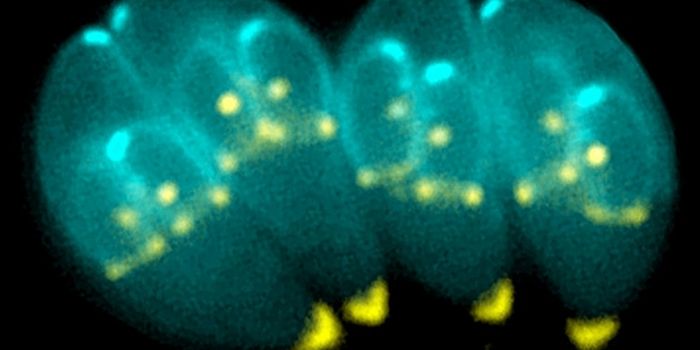 Is a Parasite Responsible for Aggression?