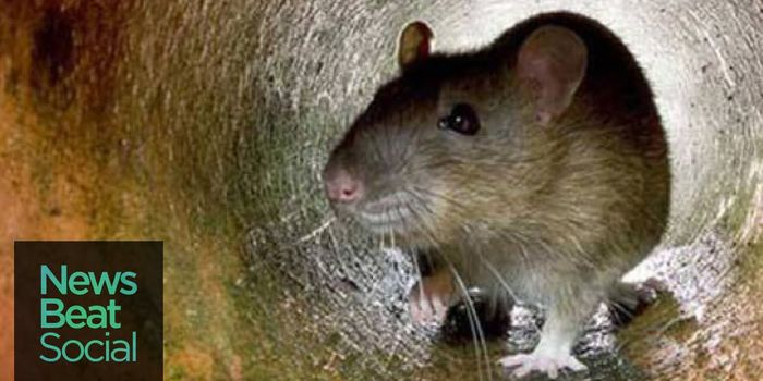 Climate Change Claims a Species