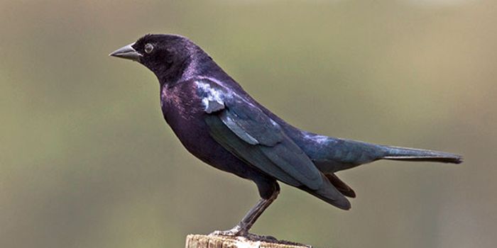 Parasitic Cowbirds Plan Criminal Acts Just Like People Do