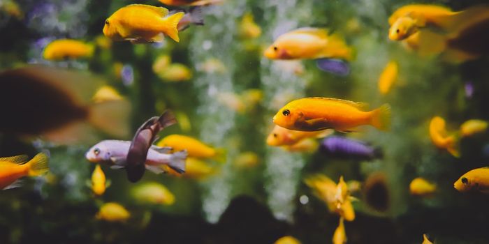 Some Fish Species Can Count