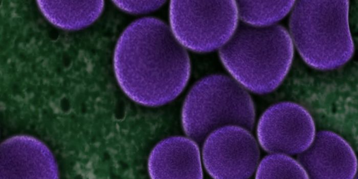 Changing What We Thought We Knew About Cell Division