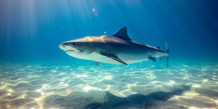 Shark Immune Proteins as Pandemic 'Insurance'?