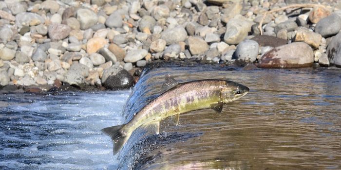 Early Summer Fishing Can Affect Evolution & Salmon Growth