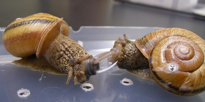 Love Hurts: What Happens When Snails Stab Their Mates