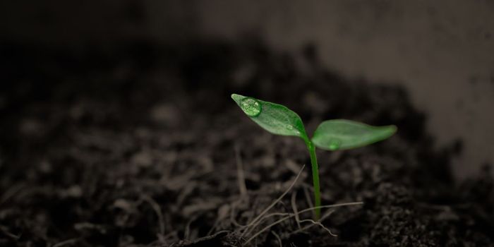 New Tests Can Sense Previously Undetectable Toxins in Soil