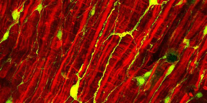 An Organisms' Microbiome is Influenced by Nerves