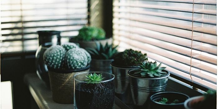 Anticancer Drugs Help Plants Fight Infection