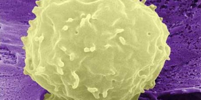 Stem Cells To Be Stored And Studied 