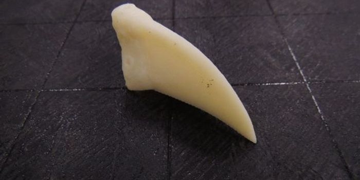 This Toucan Received a 3D-Printed Beak