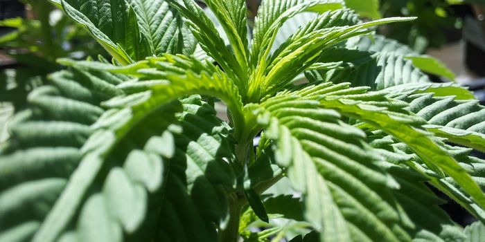 Cannabis Extract PHEC-66 Induces Cell Death Mechanism in Melanoma