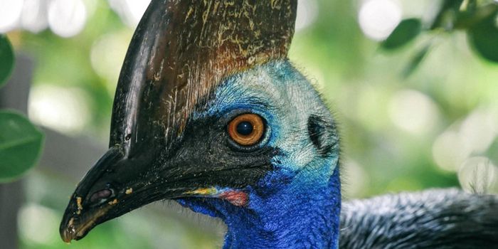 Unique Plumage Found on a Dinosaur Fossil