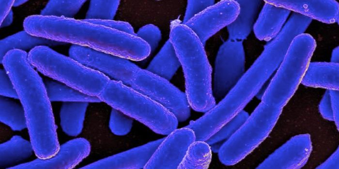 Antibiotics Trigger a Crisis Mode in Bacteria, Aiding Their Survival