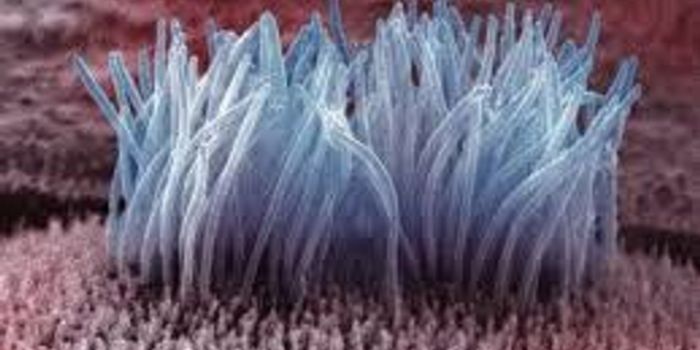 Ciliopathies and Joubert Syndrome