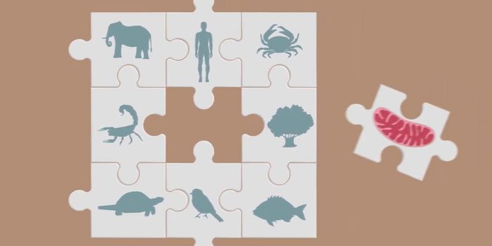 Shared Mechanisms of Mitochondrial Division Highlight Evolutionary Links