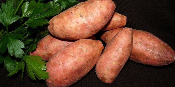 Sweet Potato Flour Offers  A Healthy Gluten-Free Substitute