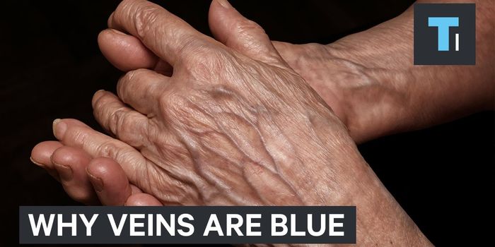 Here's Why Your Blood Veins Look Blue