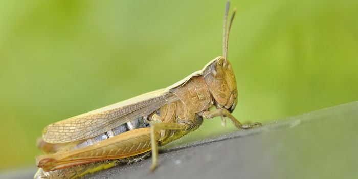 Locusts Can "Detect" Cancer Cells