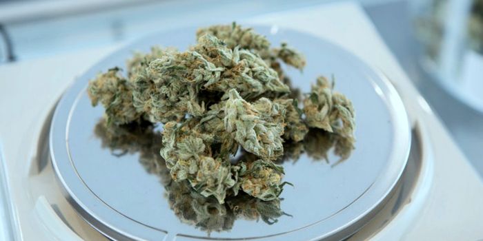 Cancer Patients Increase Cannabis Use 118 Percent in Nine Years