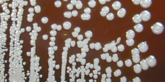 The CDC Investigates Several Cases of a Rare Tropical Disease