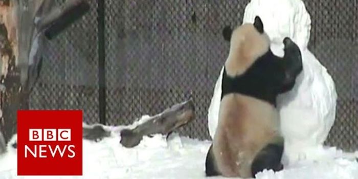 Giant Panda vs. Snowman, Who Will Win?