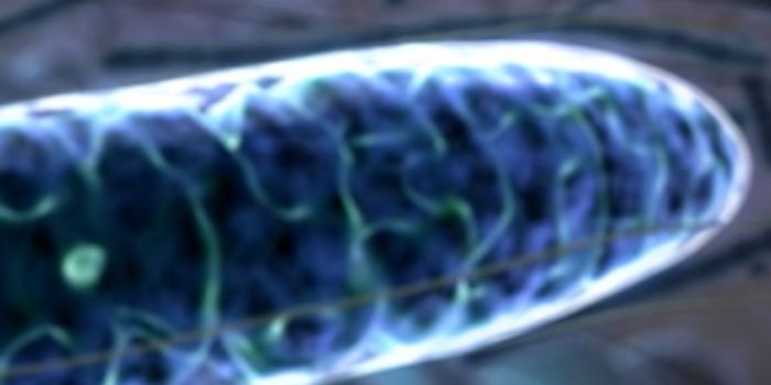 A Totally New Look at the Cell's Powerhouse