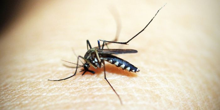 Learning More About How Mosquitoes Gain Resistance to Insecticides