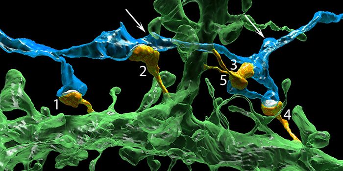 Imaging  The Tiniest Parts Of The Brain