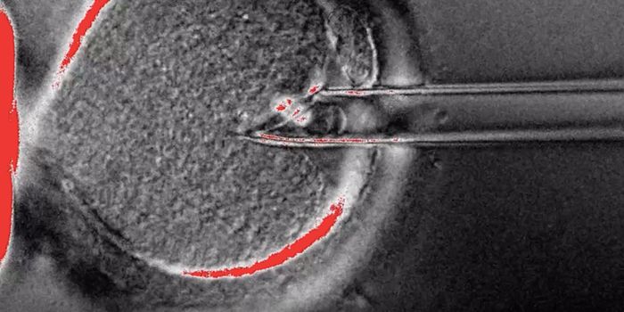 Researchers Seek to Halt Heritable Gene Editing in Humans