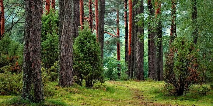 Forest fragmentation responsible for one third of carbon emissions