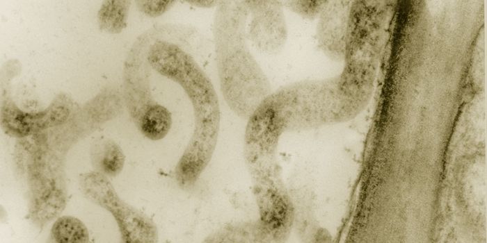 Better Know a Microbe: Spiroplasma