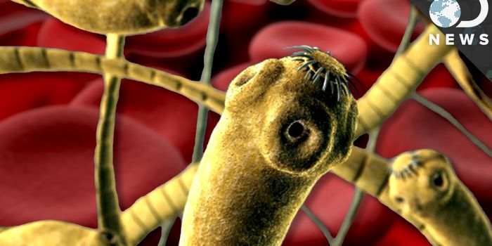 The Worms that Infect Our Bodies