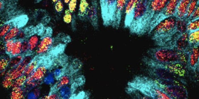 Cells Change Type After Losing One Gene